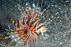 lionfish,in lembeh strait with nikon d70 and 60mm macro by Puddu Massimo 